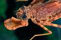 Macromia insignis larve